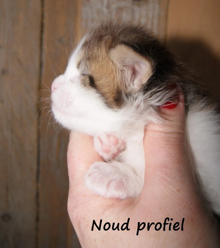 Noud